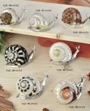 Decorative Assorted Seashells - Cappel's